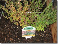 2012-07-27 Thyme 003