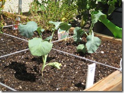 2012-09-03 garden 003