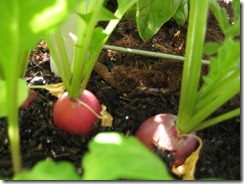 2013-06-09 Radish Harvest 002
