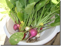 2013-06-09 Radish Harvest 005