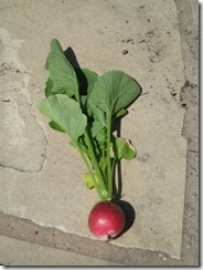 2013-06-09 Radish Harvest 006