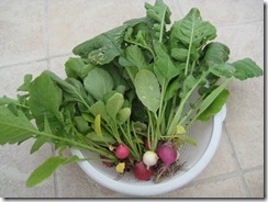 2013-06-09 Radish Harvest 009